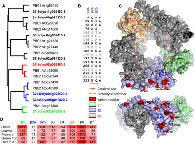Proteasome Activity Profiling Uncovers Alteration of Catalytic β2 and β5 Subunits of the Stress-Induced Proteasome during Salinity Stress in Tomato Roots